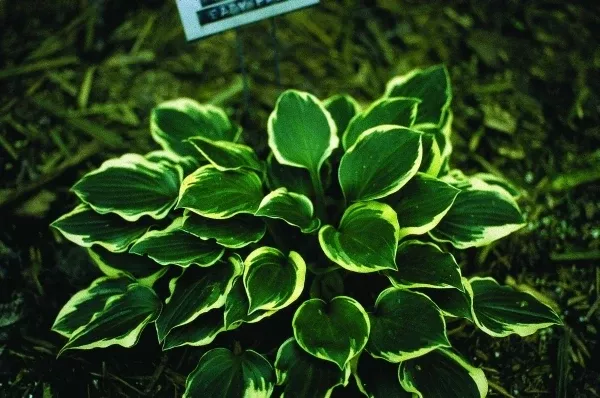 Hosta 'Lakeside Baby Face'