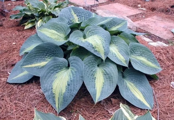 Hosta 'Lakeside Beach Captain'