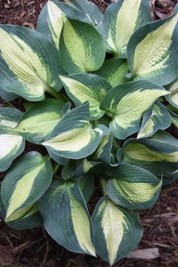 Hosta 'Lakeside Cupcake'