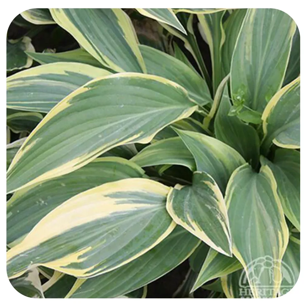 Hosta 'Lakeside Dragonfly'