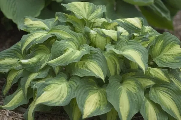 Hosta 'Lakeside Love Affaire'