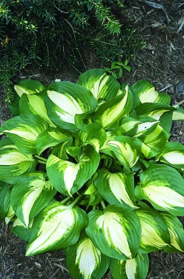Hosta 'Lakeside Meter Maid'