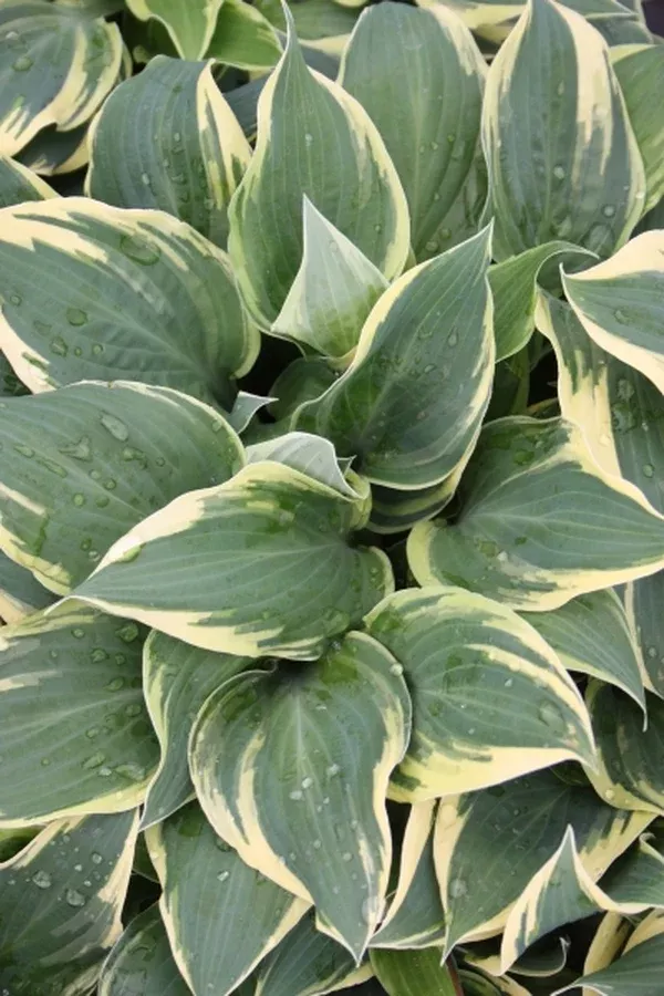 Hosta 'Lakeside Missy Little'