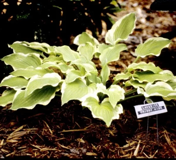 Hosta 'Lakeside Prissy Miss'