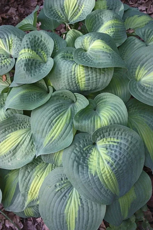 Hosta 'Lakeside Shore Master'