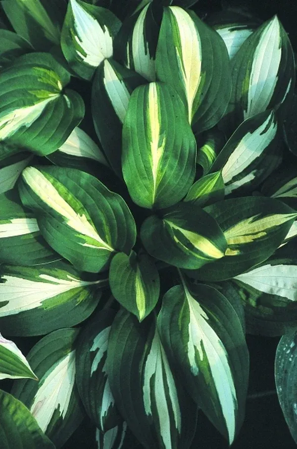 Hosta 'Lakeside Spellbinder'