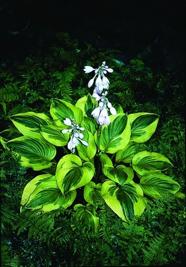 Hosta 'Last Dance'