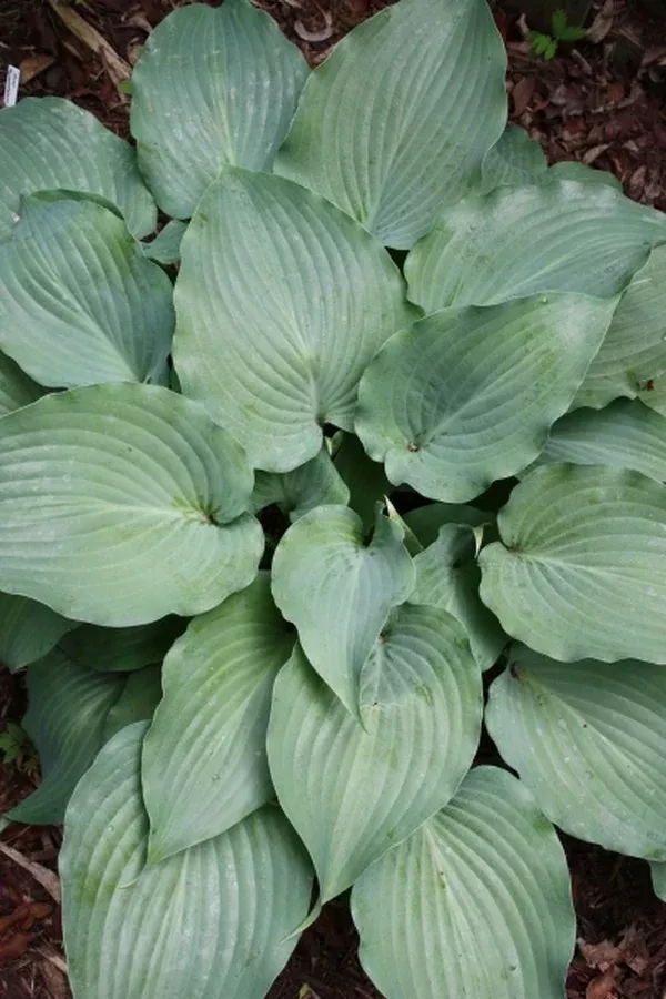 Hosta 'Lederhosen'