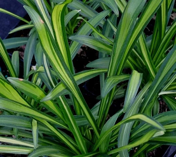 Hosta longissima 'Nakafu'