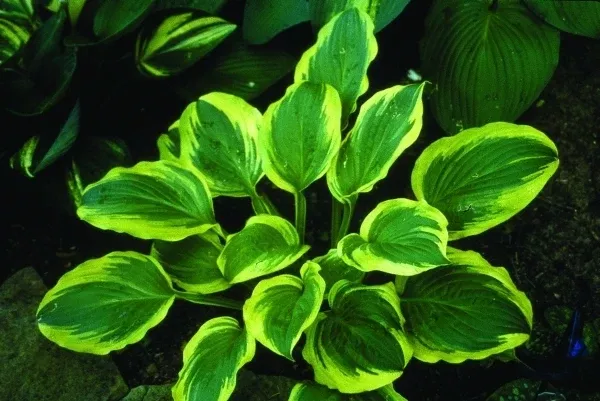 Hosta 'Mac the Knife'