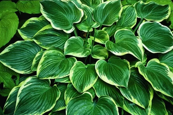 Hosta 'Mardi Gras'