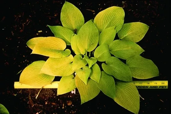 Hosta 'May'