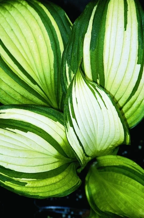 Hosta montana 'Shunko Nishiki'