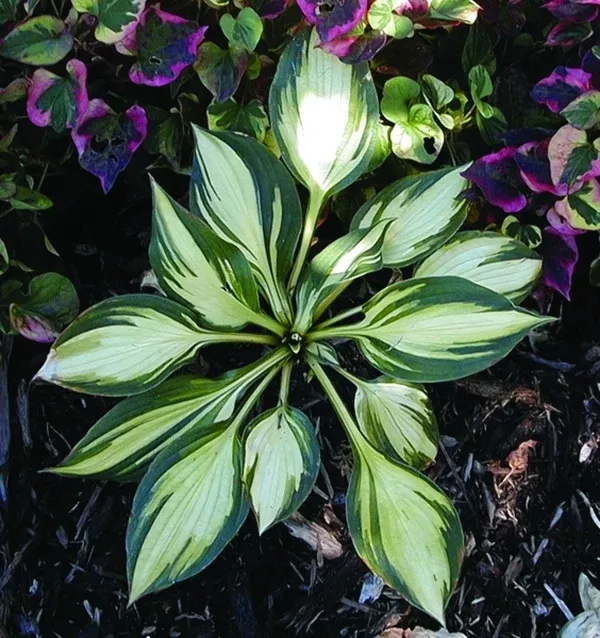 Hosta 'Morning Light'
