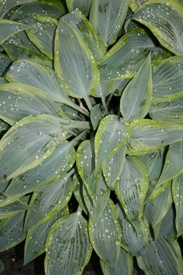 Hosta 'Mourning Dove' PP 17,311