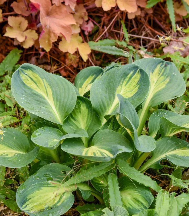 Hosta `Mouseketeer`