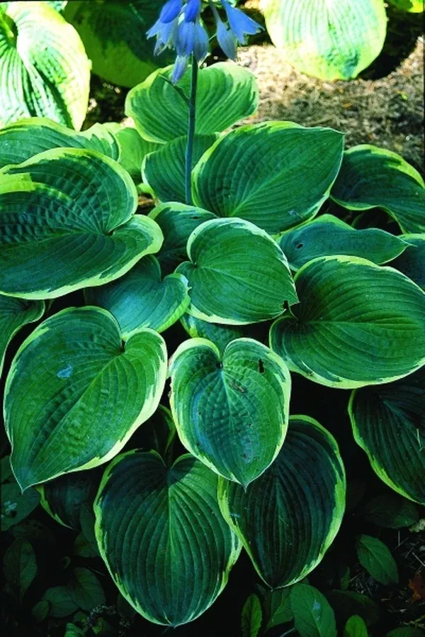 Hosta 'My Friend Nancy'