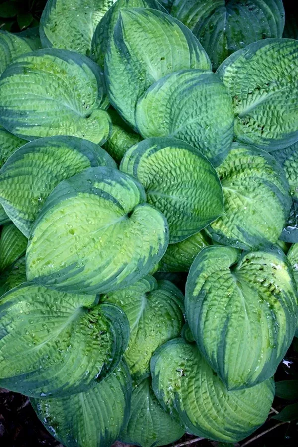 Hosta 'Nefertiti'
