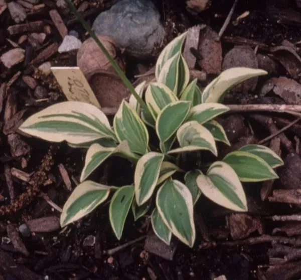 Hosta 'Orphan Annie'