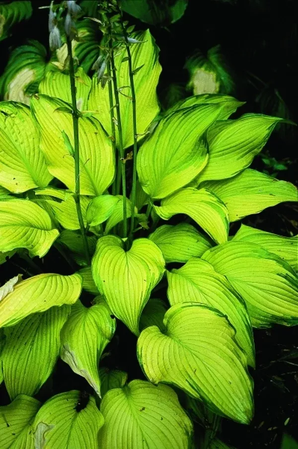 Hosta 'Paradise Power' PP 12,117