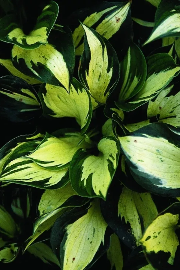 Hosta 'Pathfinder'