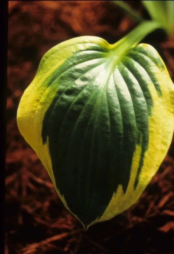 Hosta 'Prairie Magic'