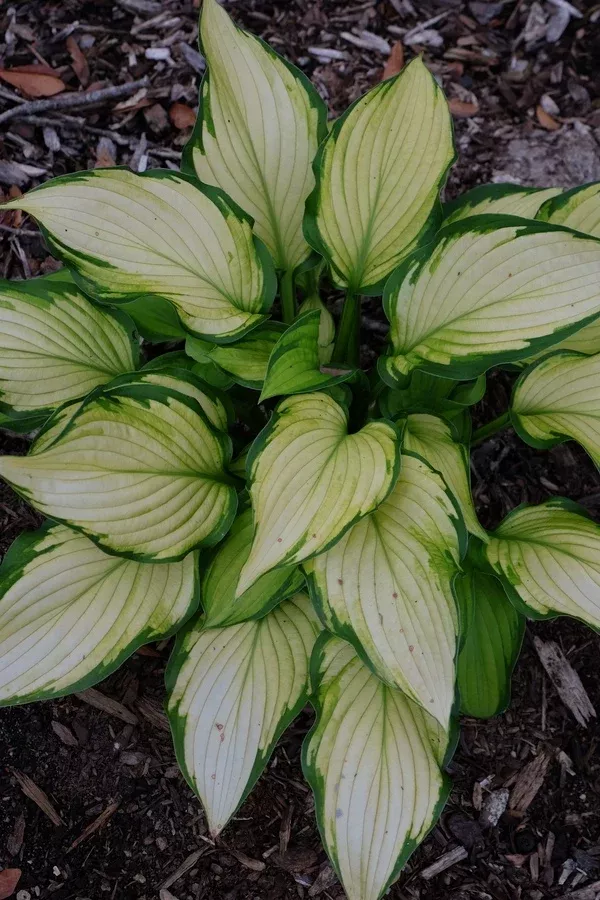 Hosta 'Prairie's Edge' PPAF