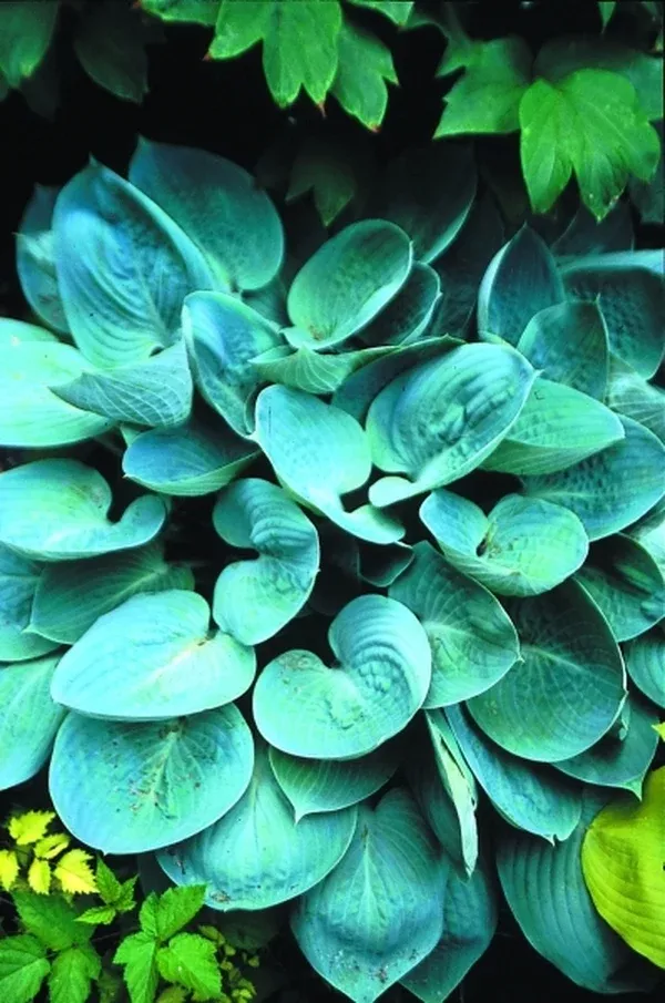 Hosta 'Prairie Sky' PP 17,309