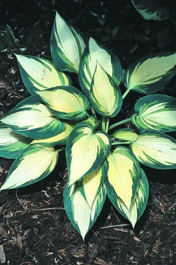 Hosta 'Remember Me'