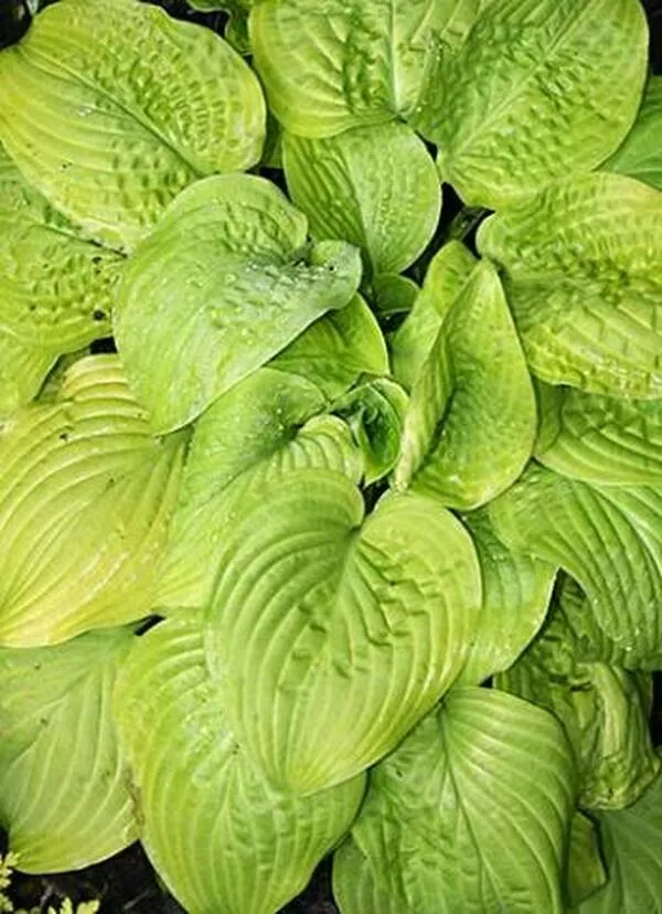 Hosta 'The Shining'