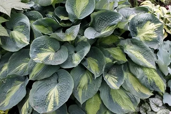 Hosta sieboldiana 'Hudson Bay' PP 23,598