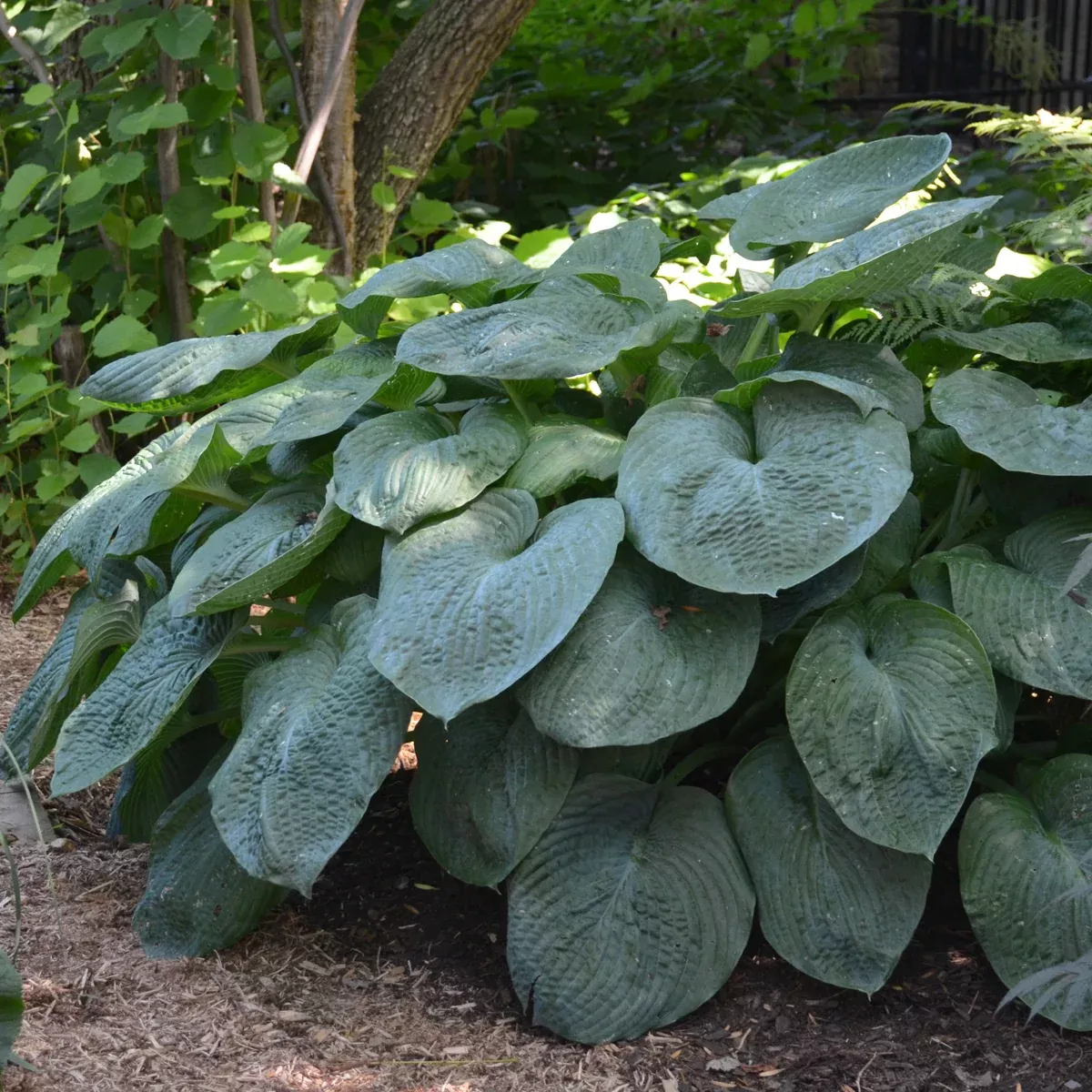 Hosta sieboldiana var. elegans