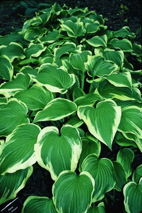Hosta 'Silk Kimono'
