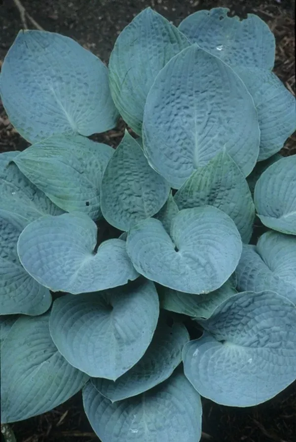 Hosta 'Silver Bay'