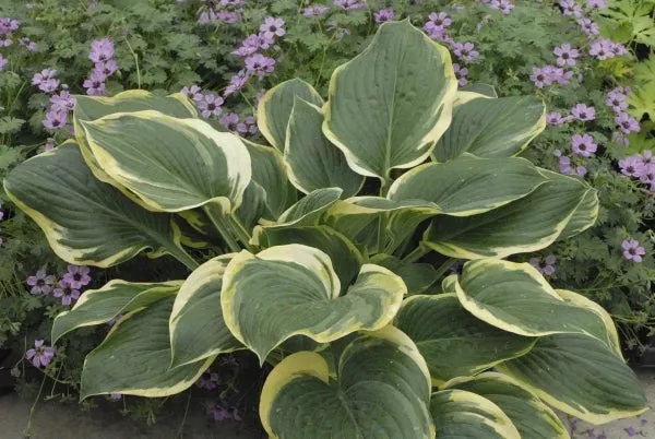 Hosta 'Singing in the Rain' PP 19,565