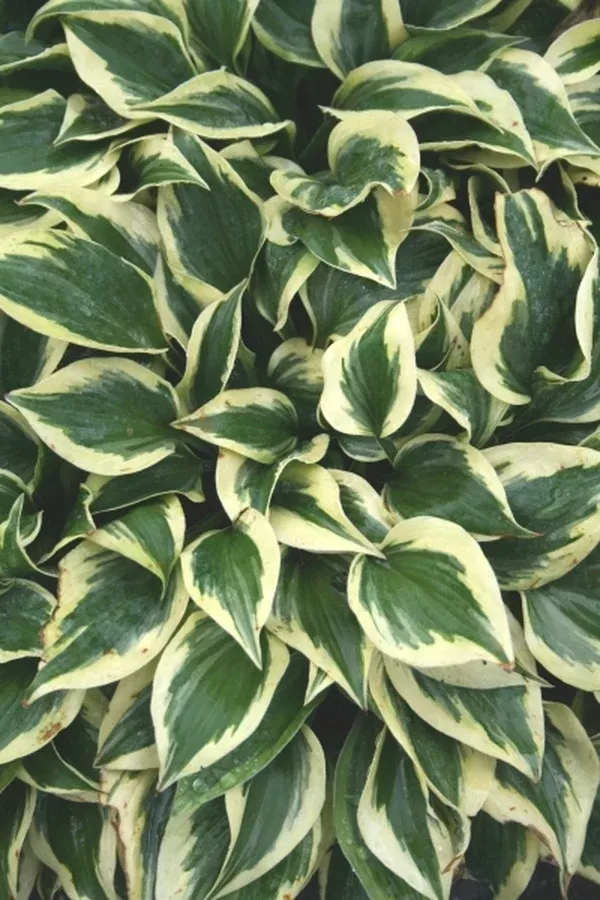 Hosta 'Snowy Lake'