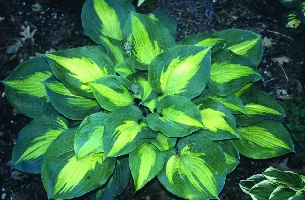 Hosta 'St. Paul'