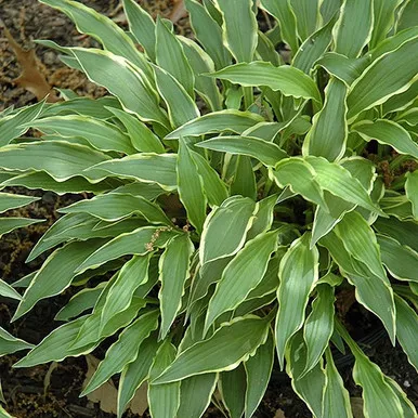 Hosta - Stiletto