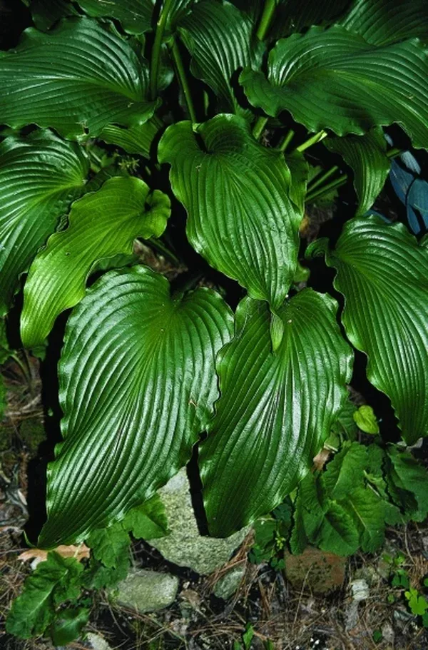 Hosta 'Stingray'