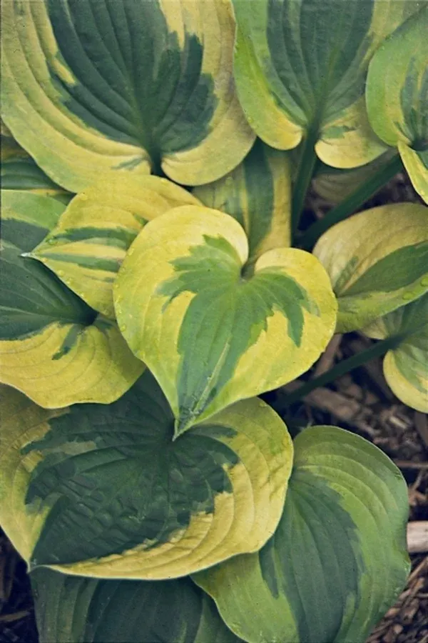 Hosta 'Summer Breeze'