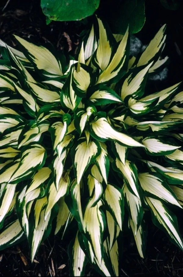 Hosta 'Surprised by Joy'