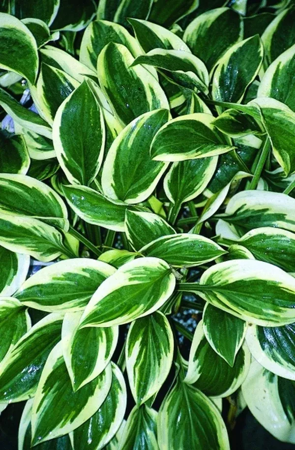 Hosta 'Thumbelina'
