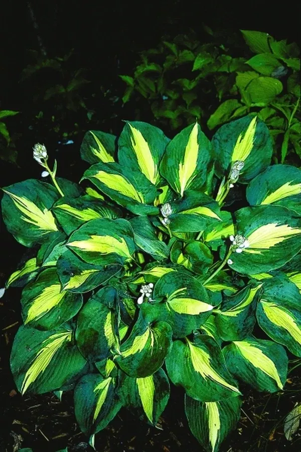 Hosta 'Thunderbolt' PP 14,232