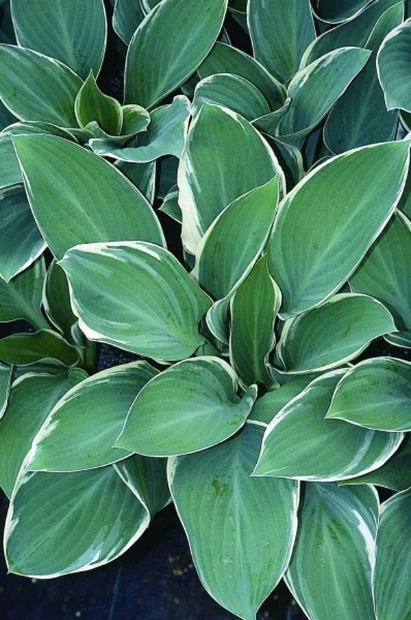 Hosta 'Tom Schmid'