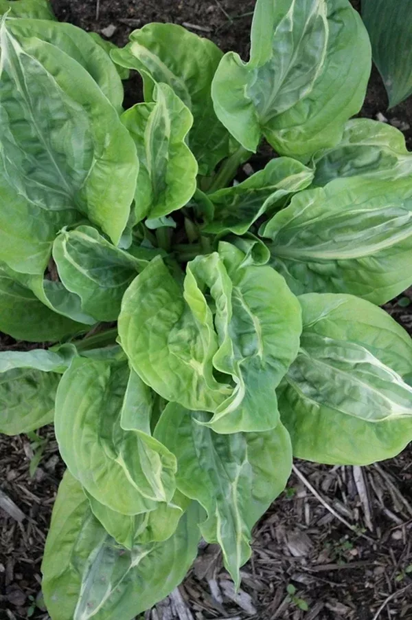 Hosta 'Totally Awe Sum'