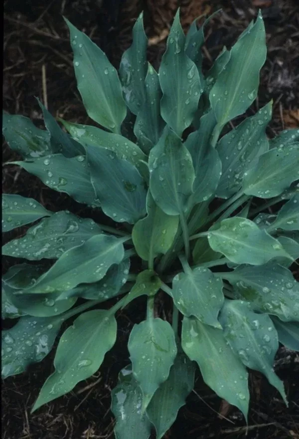 Hosta 'Twilight Time'