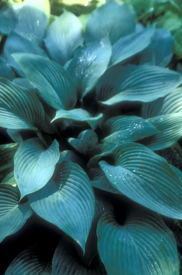 Hosta 'Ultramarine'