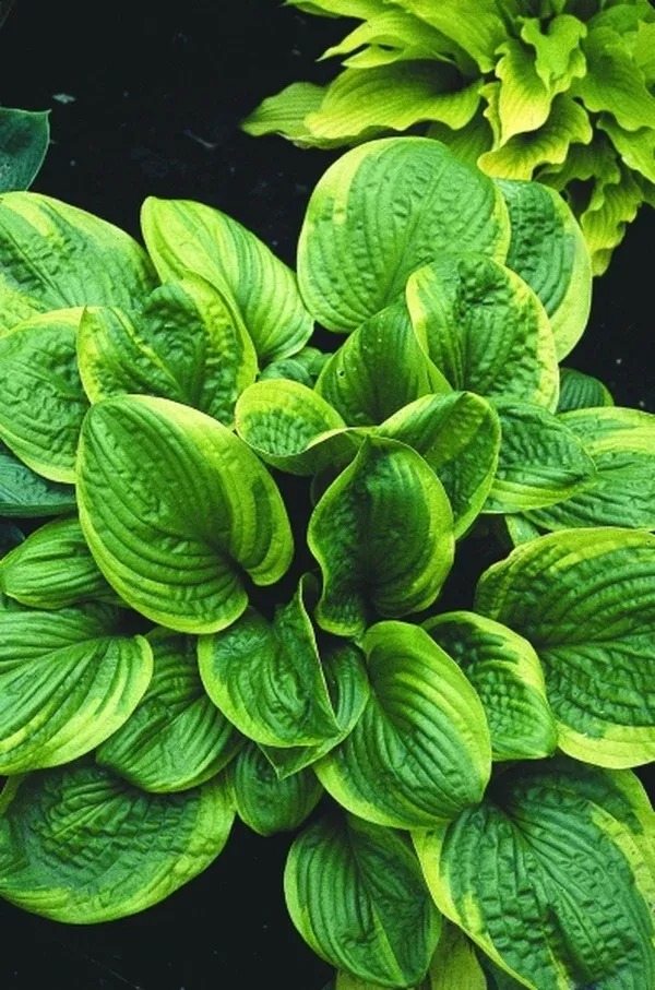 Hosta 'Unforgettable'