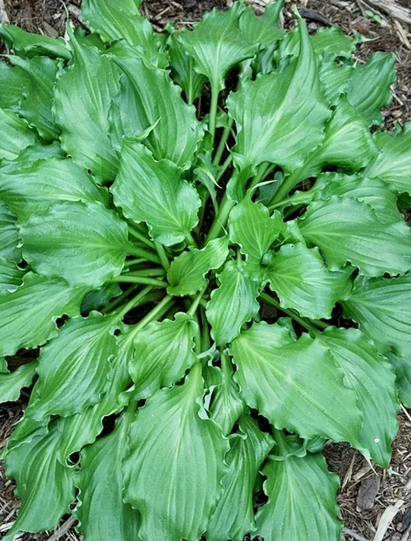 Hosta 'Unruly Child'