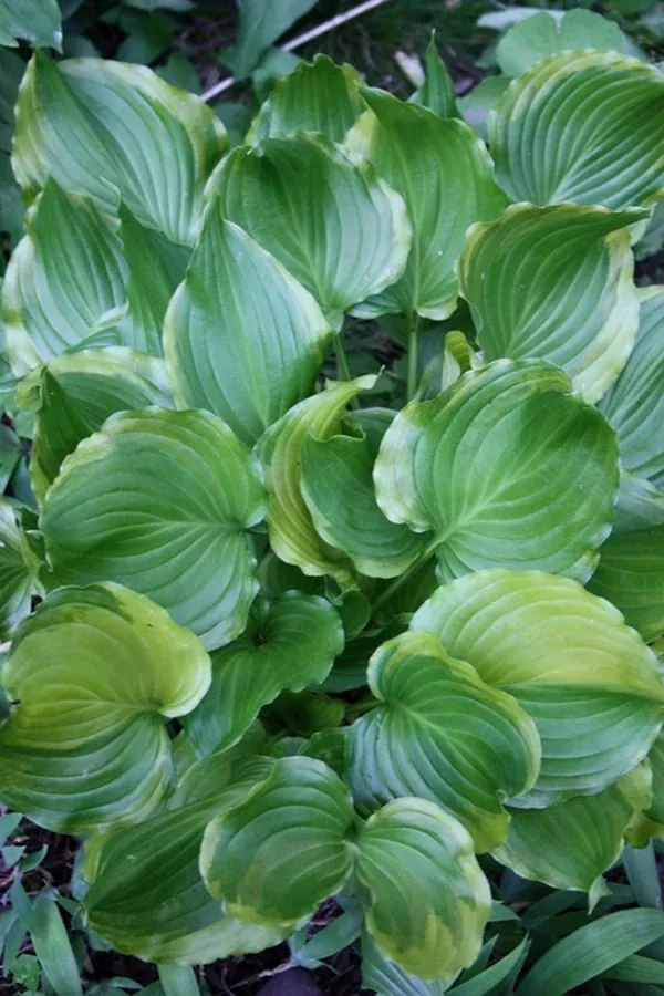 Hosta 'Unsung Hero'